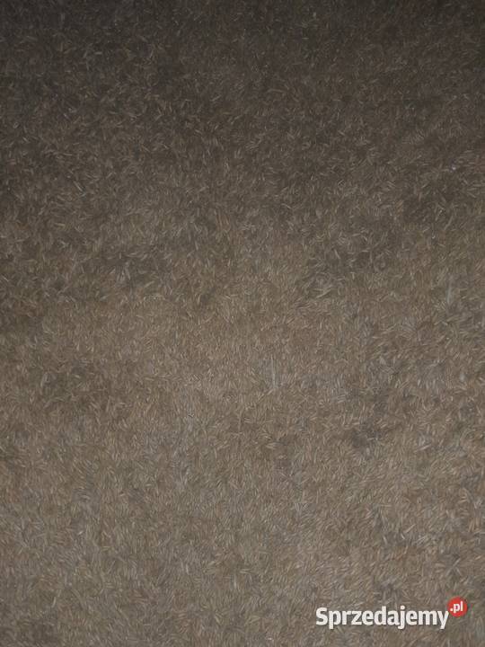 Pszenica patras owies bingo Pcim