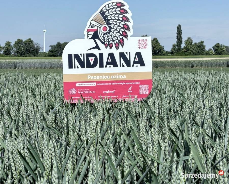 Pszenica jakościowa Indiana Top Farms w sierpniu