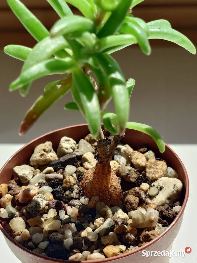 Delosperma bosseranum kaudeks miniatura Ice Kaktusy i sukulenty Warszawa