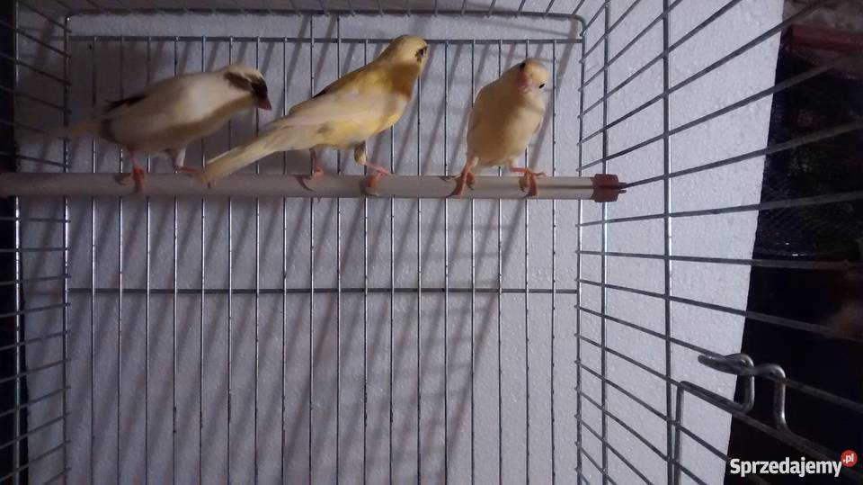 Kanarki dolnośląskie Głogów sprzedam