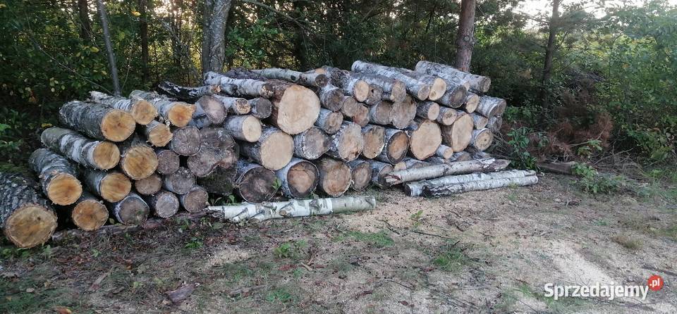 Srzedam drzewo topola osika brzoza Suliszów