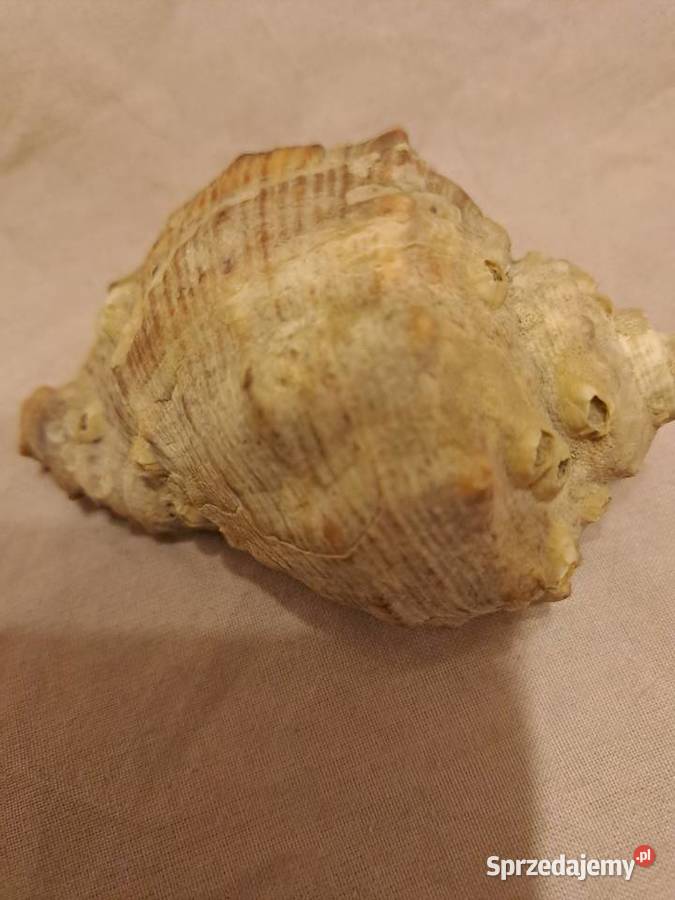 Muszla ozdobna 8 sprzedam