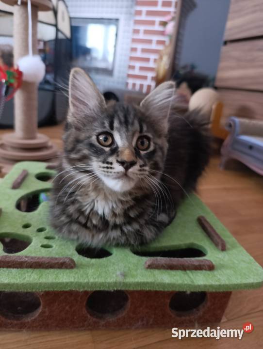 Maine coon Krasnystaw sprzedam