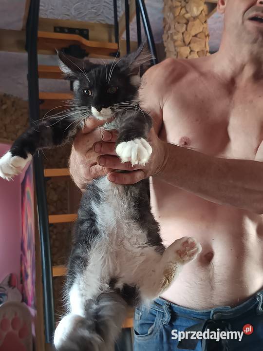 Kocu rasy Maine coon z rodowodem ostatni wolny