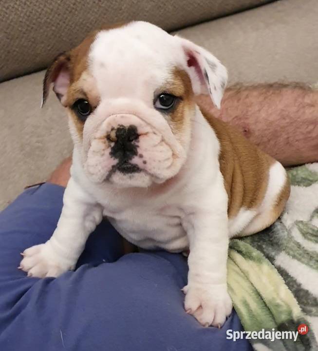 Buldog angielski FCI sunia
