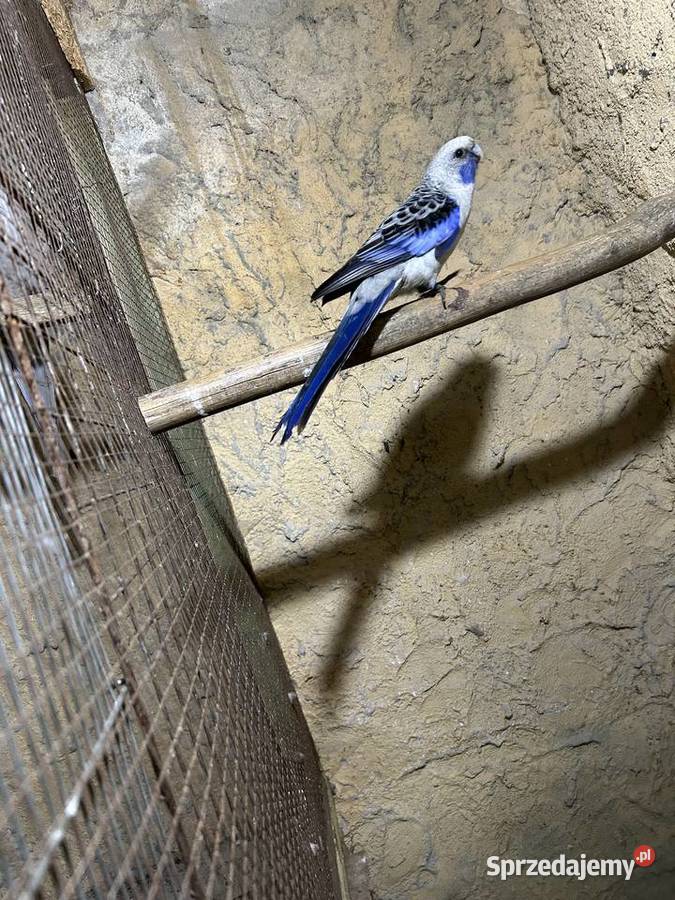 Rozella rozelle królewskie niebieskie Zwierzęta Stodólno