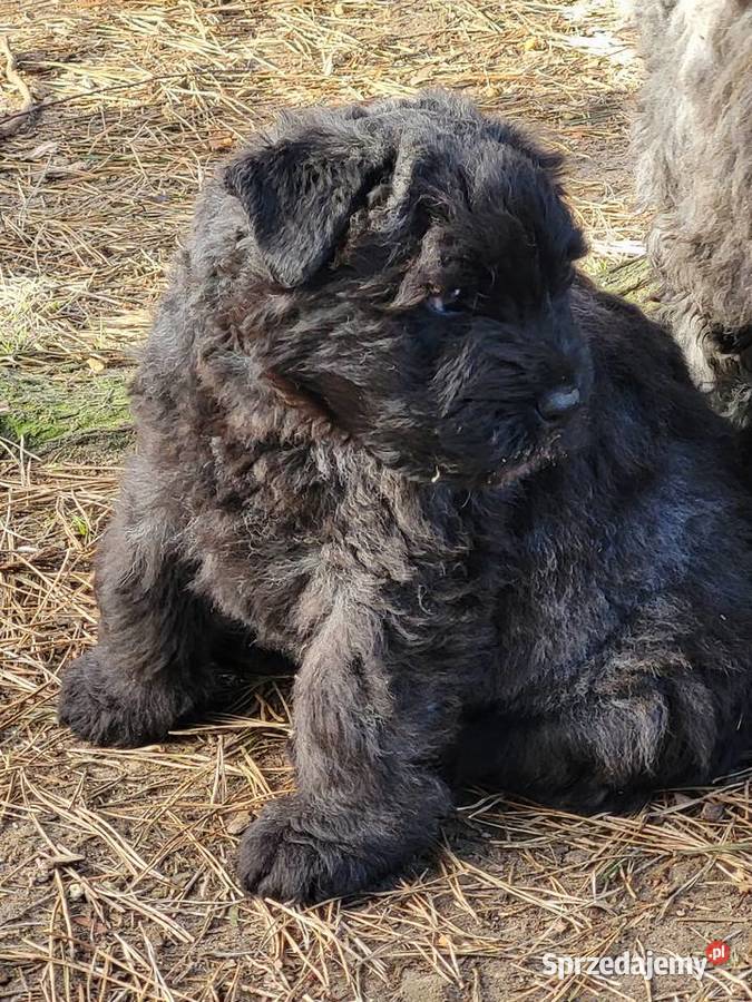 BOUVIER DES FLANDRES Kobylanka