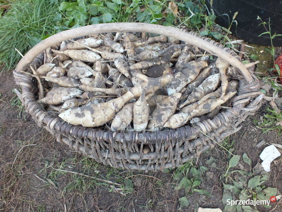 Sprzedam topinambur naturalny Ozierany Małe sprzedam