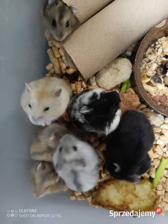 kawia skin łysa świnka morska Gliwice