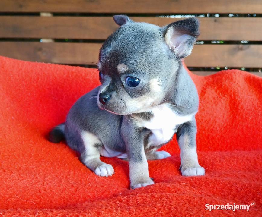 Piękne suczki chihuahua Chihuahua Płock