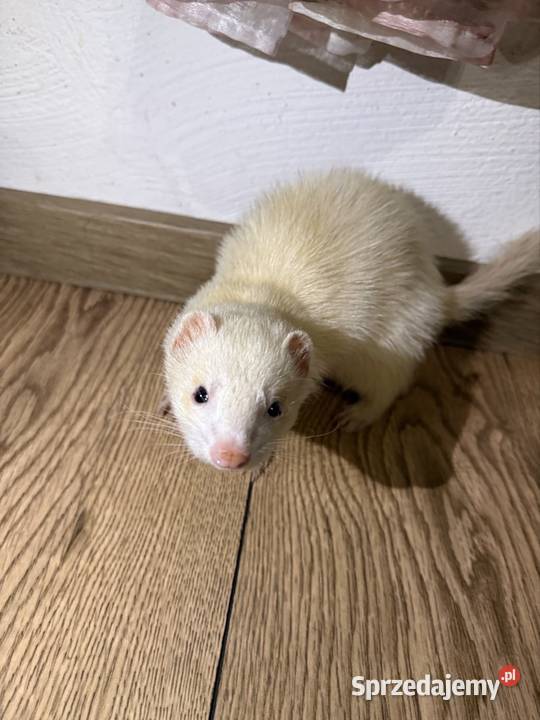 Fretka samiczka albino Szczyrzyc