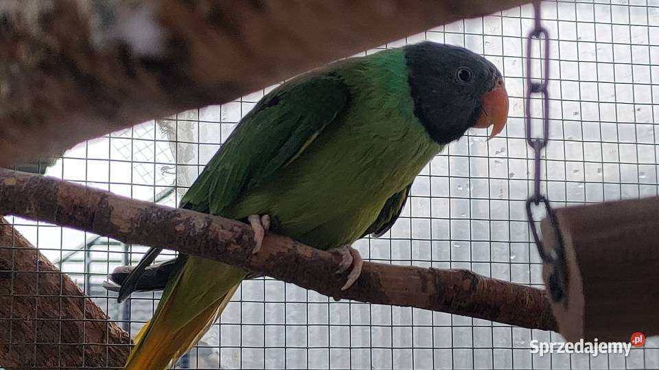 Aleksandretty himalajskie Parzno