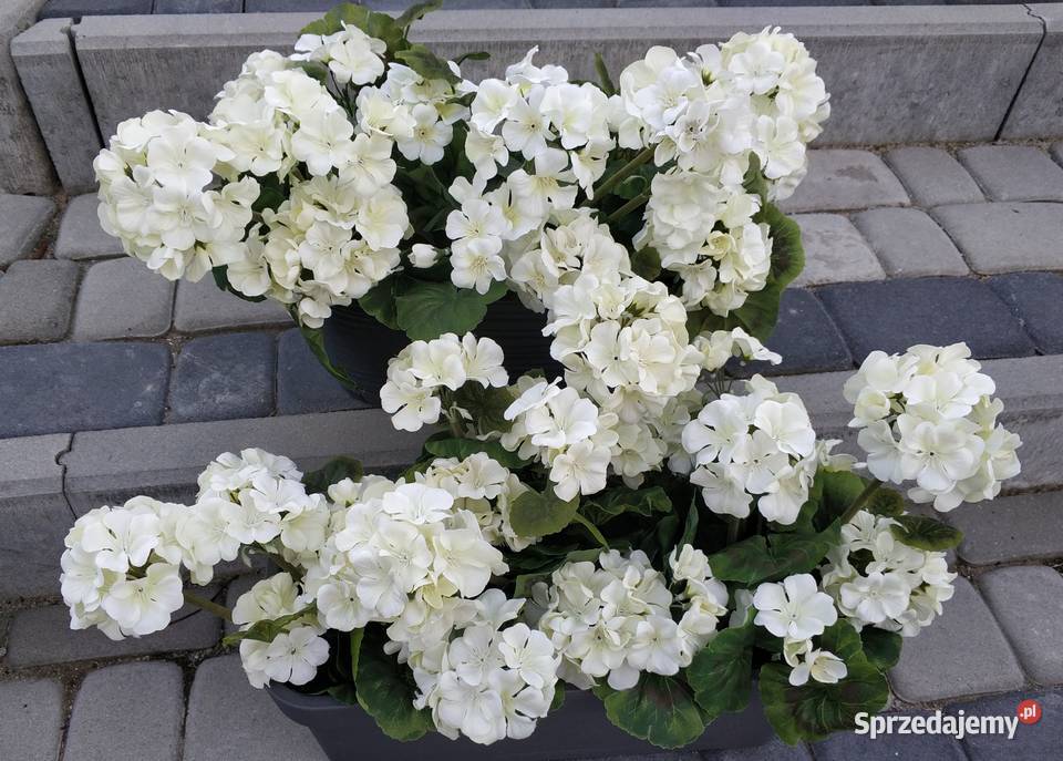 PELARGONIE ŻYWE Straszęcin