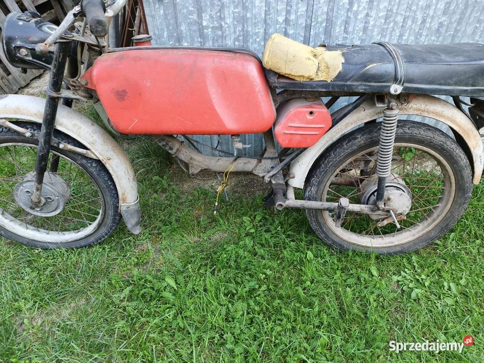 Jawa jawka Łęczna