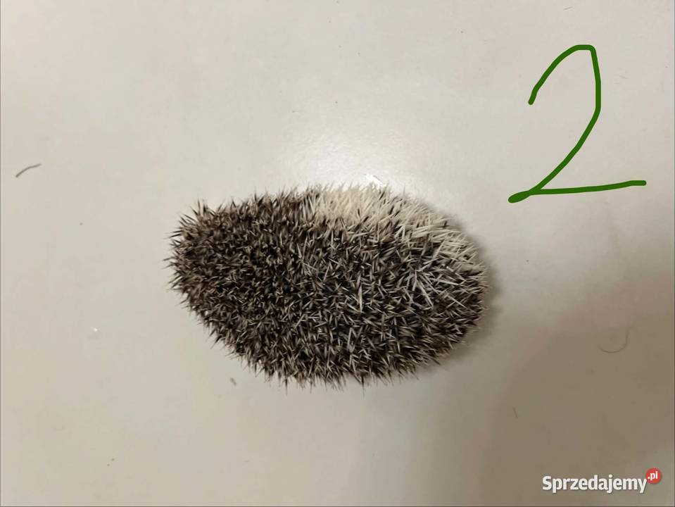 Wyjątkowy Jeż Pigmejski z różnymi odcieniami Makowiec
