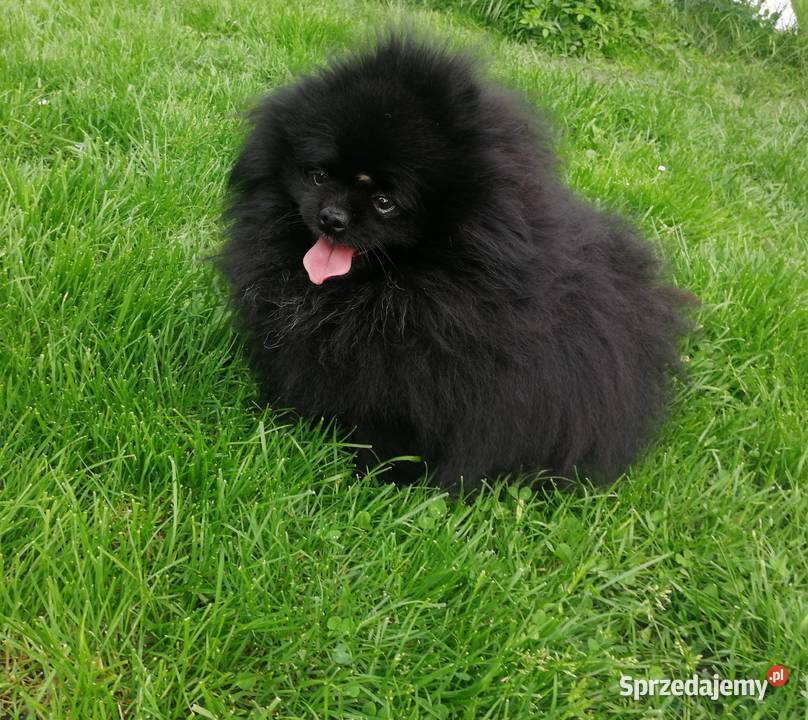 szpic miniaturowy pomeranian śląskie