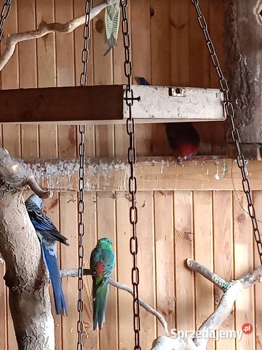 Papugi sprzedam mazowieckie Czarna Kolonia