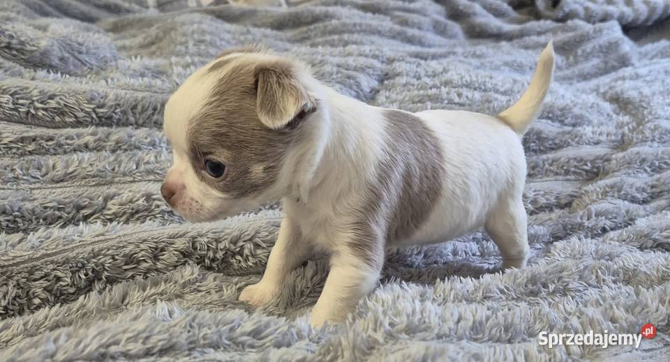 Chihuahua piesek biało liliowy Zwierzęta dolnośląskie Wrocław