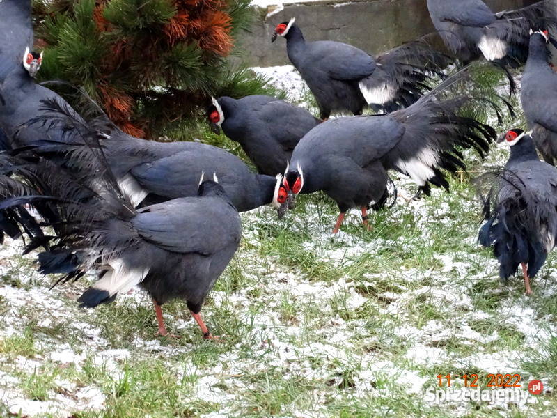 Sprzedam Bażanty Uszaki Siwe z 2022r Bażant Gostyń