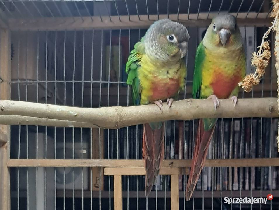 Sprzedam młode Rudosterki zielonolice małopolskie Kraków