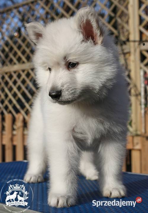 Biały Owczarek Szwajcarski FCIZKwP