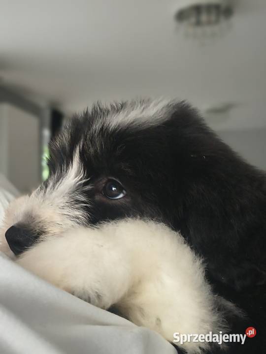 Bearded collie szczeniaki FCI