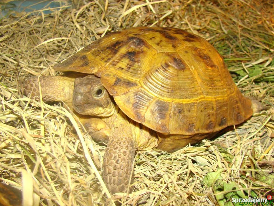 Żółw stepowy 5letnizdrowypięknie Pozostałe