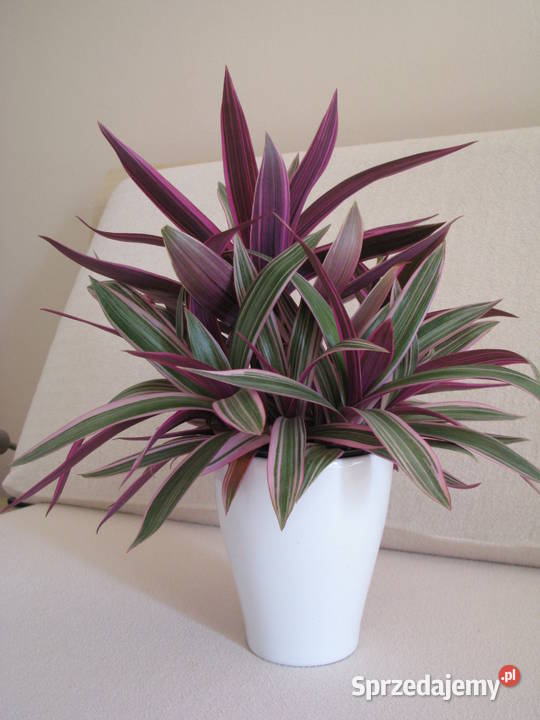 Reo meksykańskie trzykrotka tradeskancja piękna małopolskie