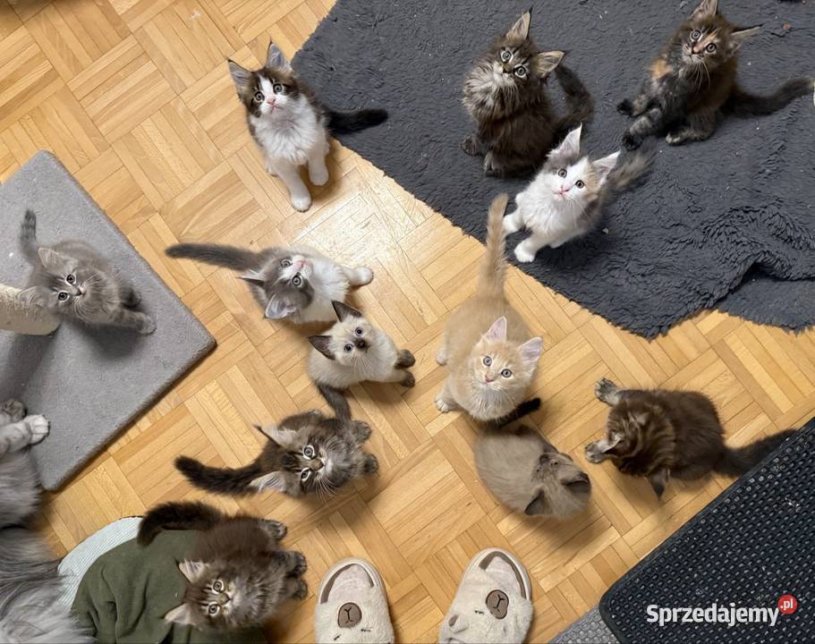 Kocięta Maine Coon do odbioru i rezerwacji dolnośląskie Wrocław sprzedam