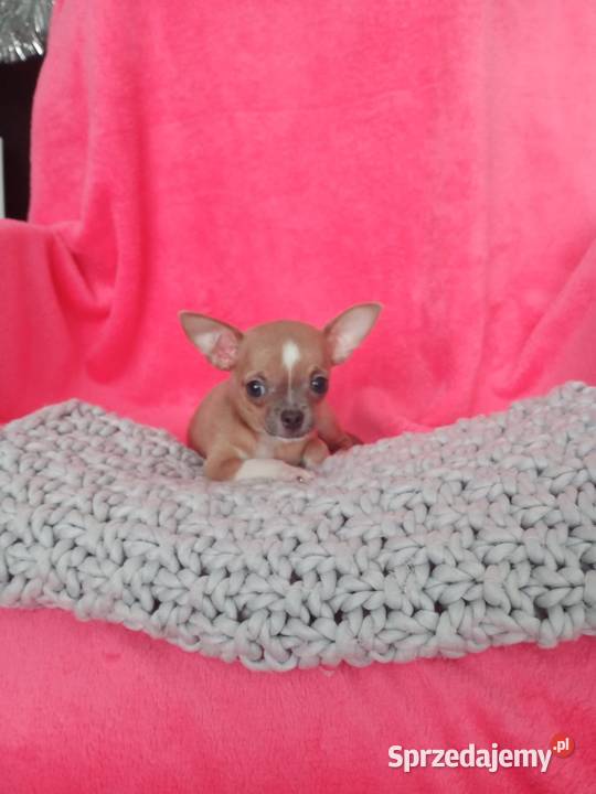 Urocze Chihuahua XXS Szukaja Kochajacego Domu Warszawa