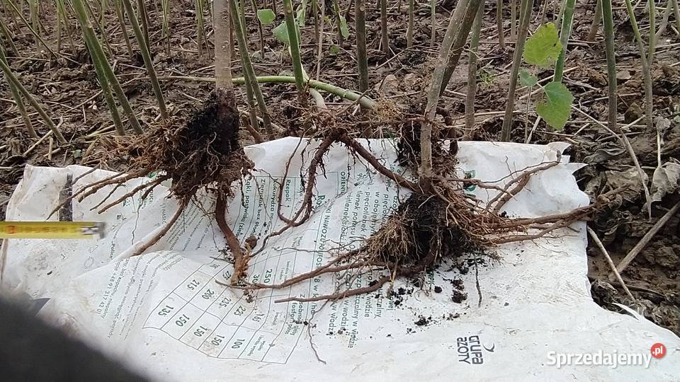 Paulownia shan tong drzewo tlenowe paszport