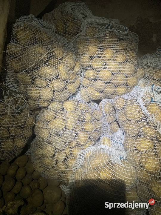 Ziemniaki jadalne Michalina Kokoszka