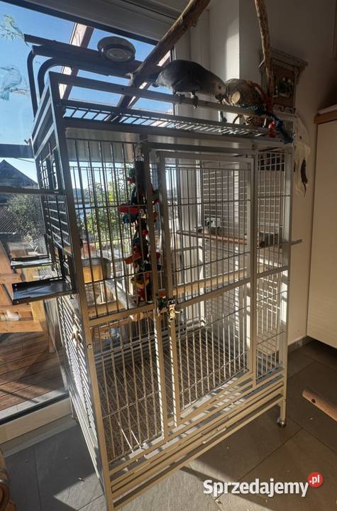 Żako Kongijskie młody samiecDuży okaz Gorzów Wielkopolski