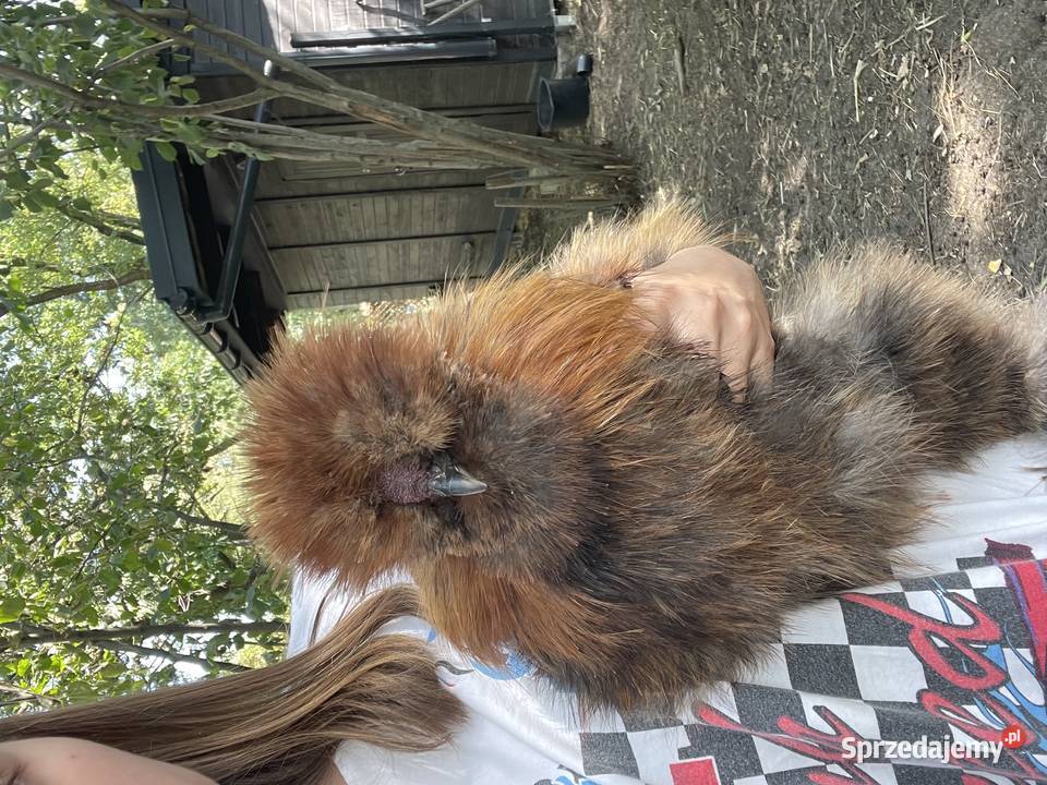 kura jedwabista koguciki silki różne umaszczenia Warszawa