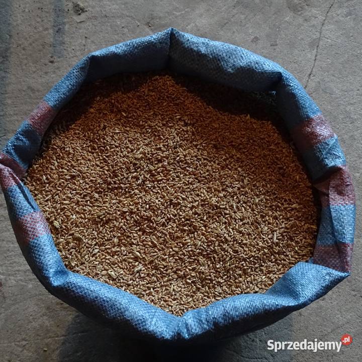 Pszenica Jara drobna Zboża Adamów