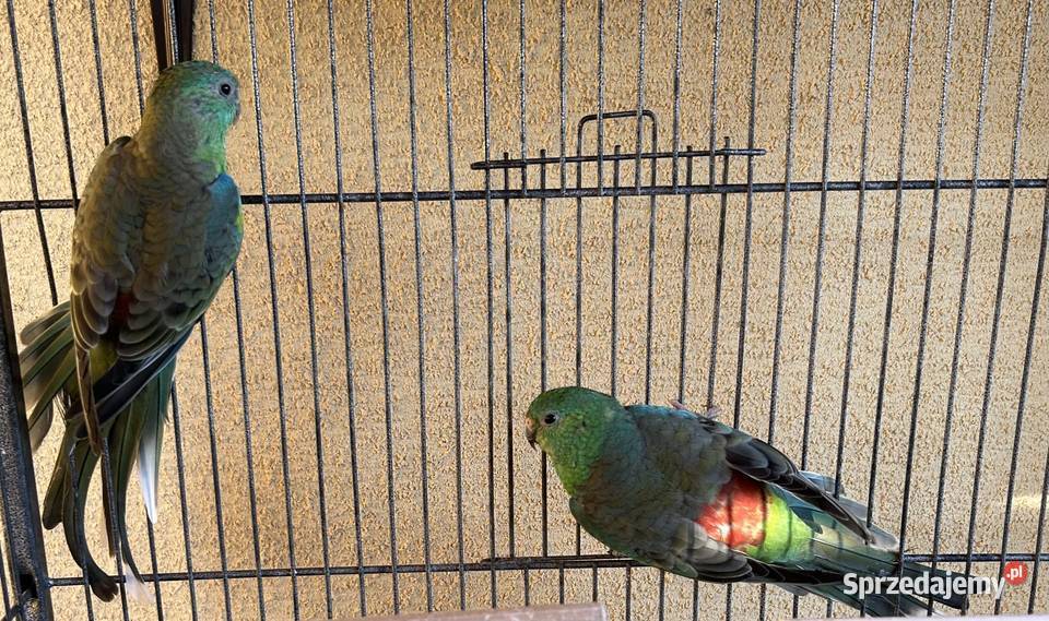 Sprzedam Świergotki 2025 sprzedam