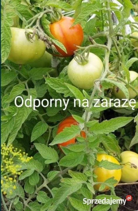 Dynia krzaczasta Unikat Nasiona pestki kolekcja małopolskie Kraków