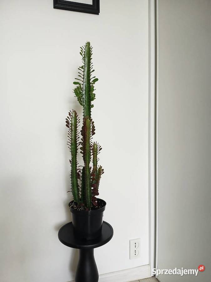 2w1 UNIKAT Euphorbia Trigona Rubra Green Częstochowa