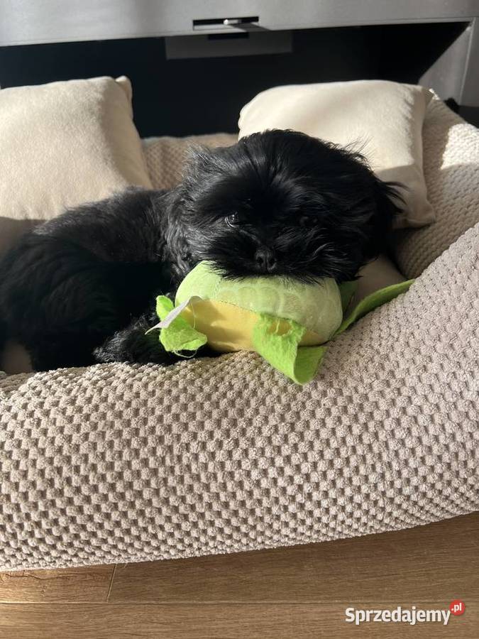 Shih tzu suczka czarna Dopiewo sprzedam