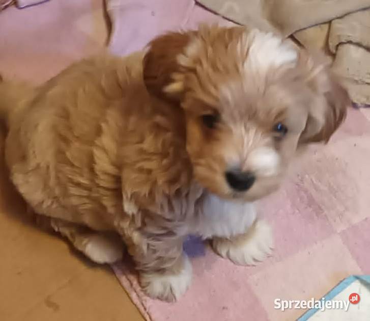 Sprzedam pieski rasy maltipoo z czipem Andrychów