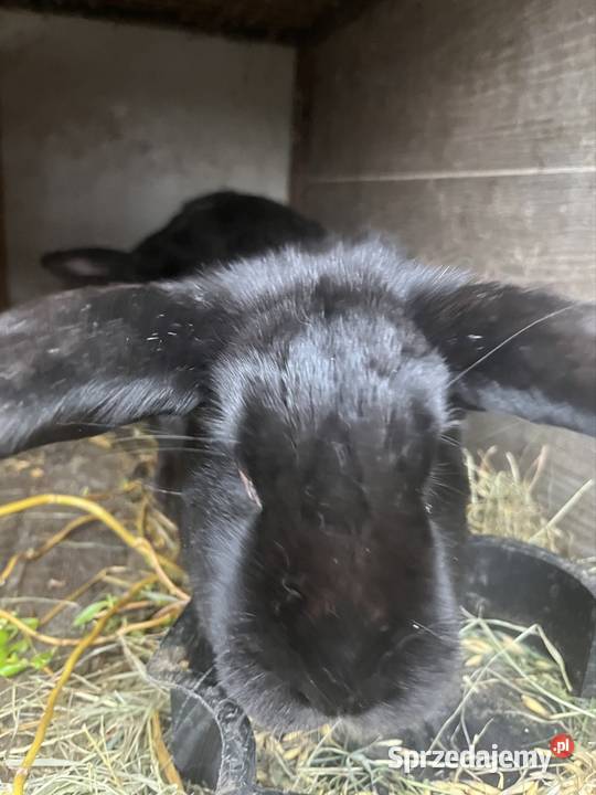 Królik Głuchów