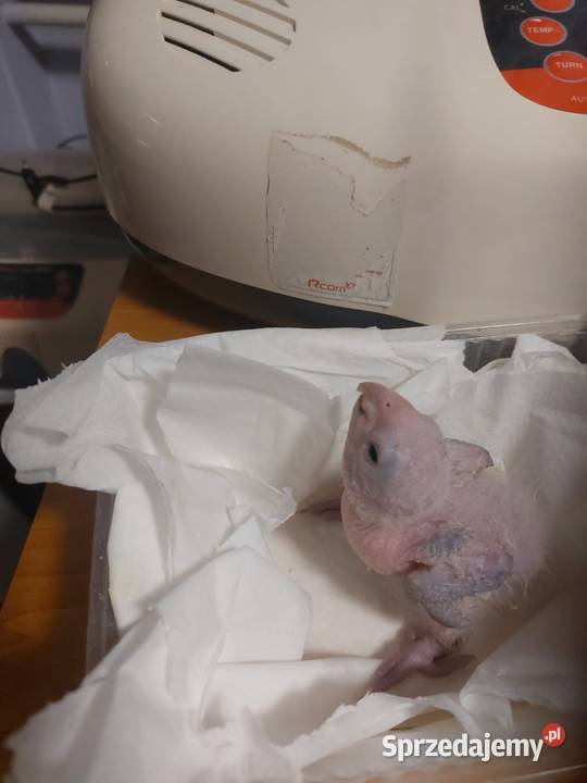 Barwinek samczyk Myślenice