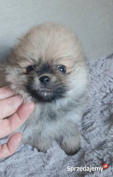 Szpic miniaturowy pomeranian Pabianice