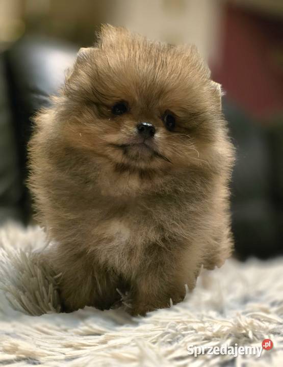 Pomeranian szpic miniaturowy zkwp FCI łódzkie