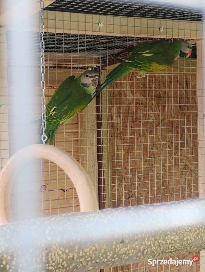 Aleksandretta rozowopiersna Pszów