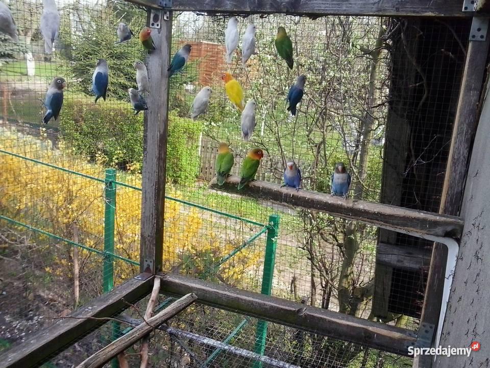 papugi nierozłączki fischera Gniezno