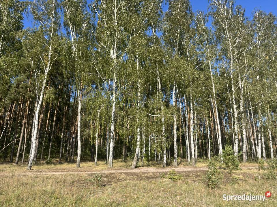 Działka leśna Uhowo k Łap podlaskie 68212m2