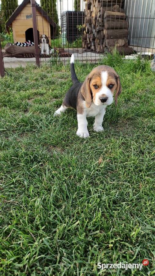 Beagle szczeniak tricolor bez rodowodu Busko-Zdrój sprzedam