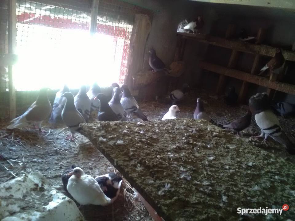 Gołębie 25 magane i inne świętokrzyskie Pińczów