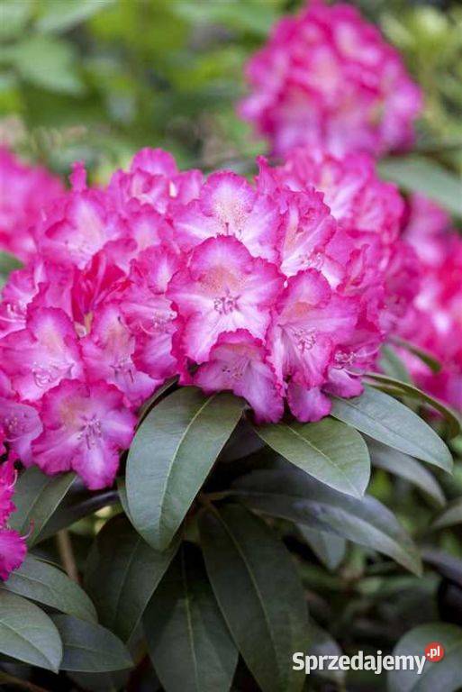 Różanecznik Sternzauber Rhododendron Sternzauber Grójec sprzedam